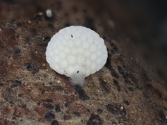 Favolaschia fujisanensis