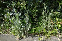 Matthiola incana incana