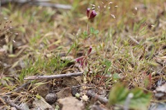 Trifolium gracilentum