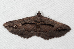 Chrysolarentia plagiocausta