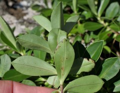 Veronica stricta macroura