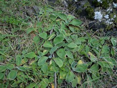 Craspedia uniflora maritima