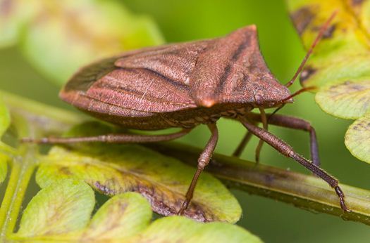 Belopis