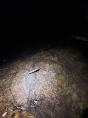 Rhadinocentrus ornatus
