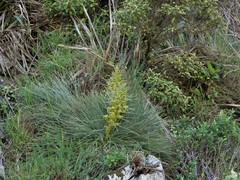 Aciphylla squarrosa squarrosa