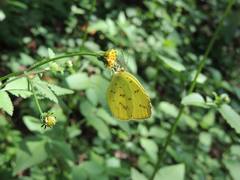 Eurema mandarina