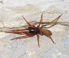 Dysderoidea