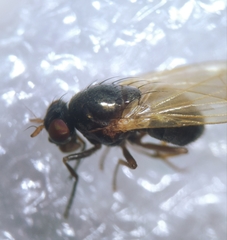 Calliopum simillimum
