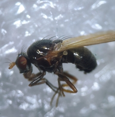 Calliopum simillimum