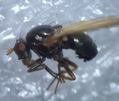 Calliopum simillimum