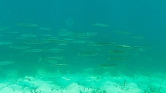 Sphyraena flavicauda