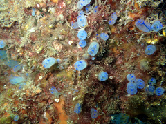 Clavelina australis