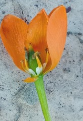 Ornithogalum dubium
