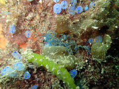 Clavelina australis
