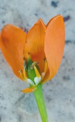 Ornithogalum dubium