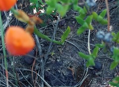 Ornithogalum dubium