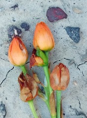 Ornithogalum dubium