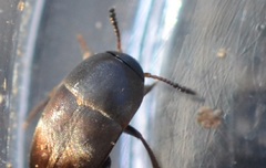 Ptomaphagus