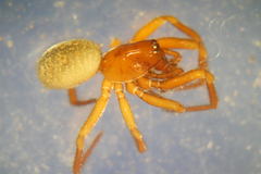 Robertus lividus