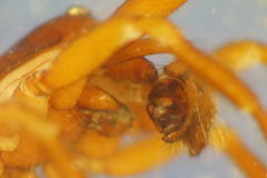 Robertus lividus