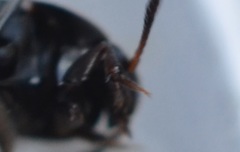 Ptomaphagus