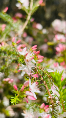 Calytrix alpestris