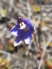 Thelymitra holmesii