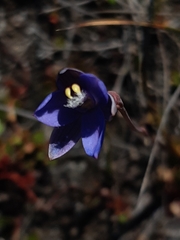 Thelymitra holmesii