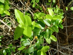 Dovyalis rhamnoides