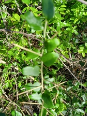 Dovyalis rhamnoides