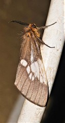 Palasea albimacula
