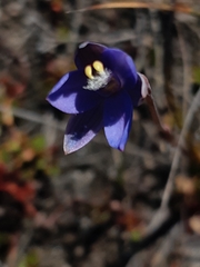 Thelymitra holmesii