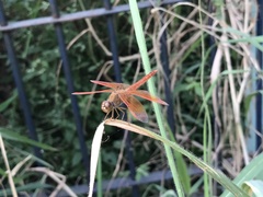 Brachythemis contaminata