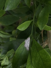 Brachythemis contaminata