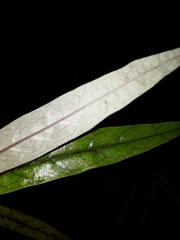 Corokia buddleioides