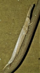 Acanthoxia gladiator