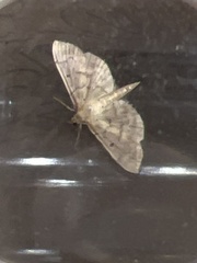 Herpetogramma dorsipunctalis