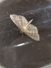 Herpetogramma dorsipunctalis