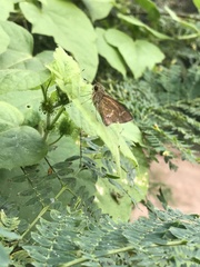 Hesperiinae