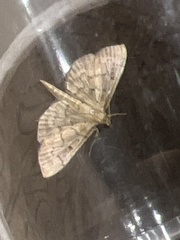 Herpetogramma dorsipunctalis