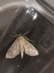 Herpetogramma dorsipunctalis