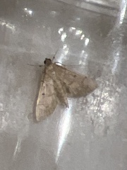 Herpetogramma dorsipunctalis