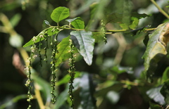 Monococcus echinophorus