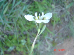 Moraea bellendenii