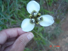 Moraea bellendenii