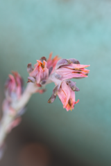 Echeveria shaviana