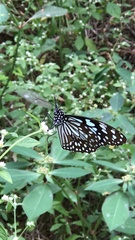Tirumala limniace