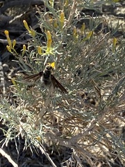 Poecilanthrax californicus