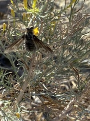 Poecilanthrax californicus