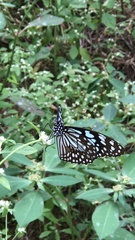 Tirumala limniace